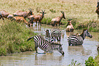 plains zebras