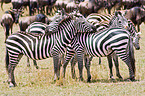 plains zebras