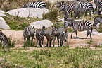 plains zebras