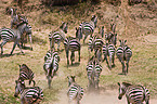 plains zebras