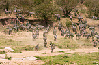 plains zebras