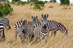 plains zebras