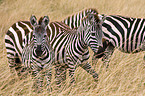 plains zebras