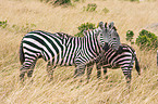 plains zebras