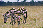 plains zebras