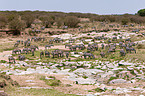 plains zebras