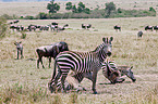 plains zebras