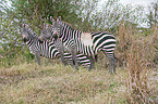 plains zebras