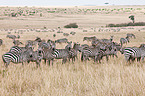 plains zebras