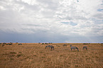 plains zebras