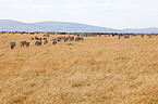 plains zebras