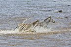 plains zebras