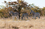 plains zebras