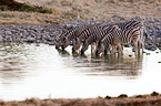 plains zebras