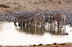 plains zebras