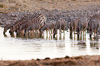 plains zebras