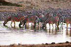 plains zebras