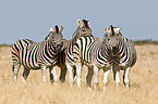 plains zebras