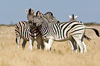 plains zebras