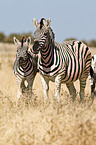 plains zebras