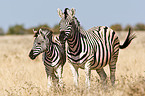 plains zebras