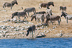 plains zebras