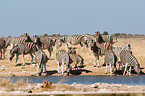 plains zebras