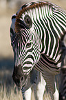 plains zebra