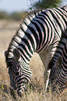 plains zebras