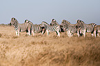 plains zebras