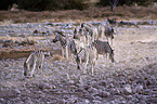 plains zebras