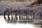 plains zebras