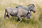 plains zebra