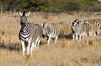 plains zebras