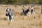 plains zebras