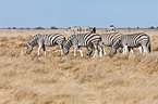 plains zebras