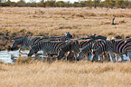 plains zebras