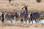 plains zebras