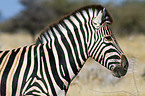 plains zebra