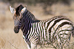 plains zebra