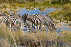 plains zebras