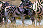 plains zebras