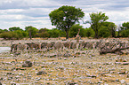 herd of plains zebras