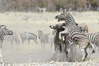 plains zebras