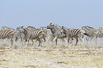 plains zebras
