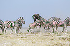 plains zebras