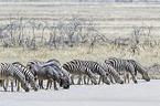 plains zebras