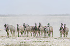 plains zebras