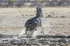 plains zebra