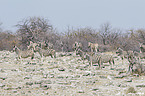 plains zebras